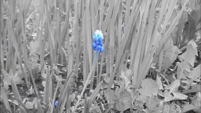 Фото из сада! смотреть онлайн