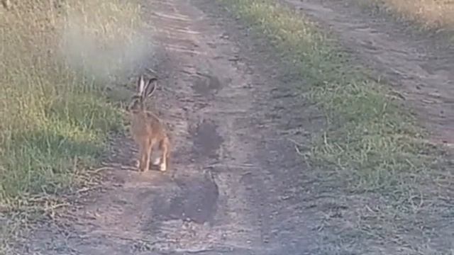 Дикий заяц просто обнаглел