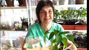 #1 Первые посадки 2025! Сеем правильно сладкий перец. Качественная рассада легко и просто.