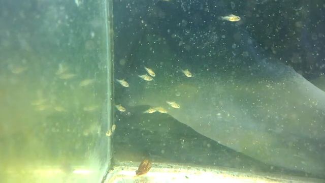 Апистограммы Рамирези мальки только поплыли смотреть онлайн