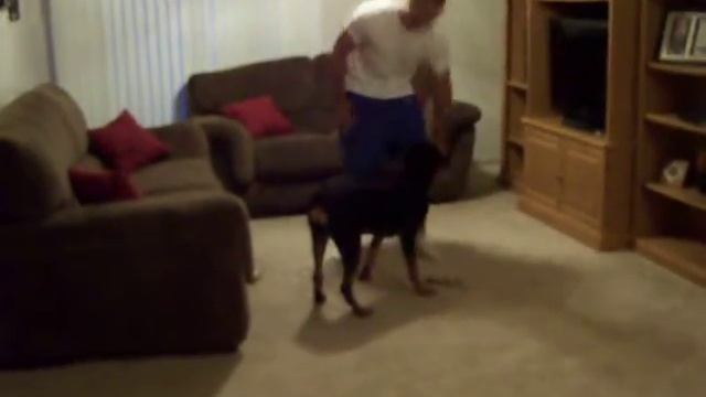 Jasmine- 8 month rottie (Two)