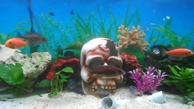 Our 4 foot Cichild tank смотреть онлайн
