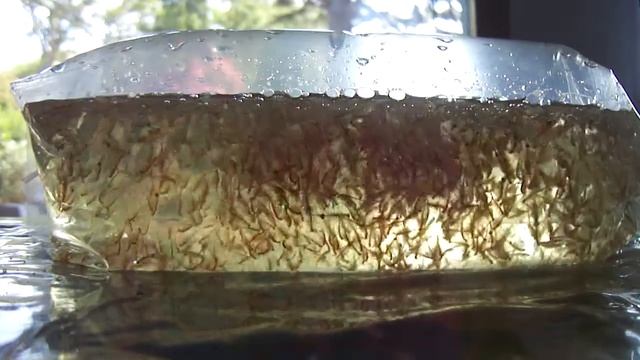 artemia salina adulta смотреть онлайн