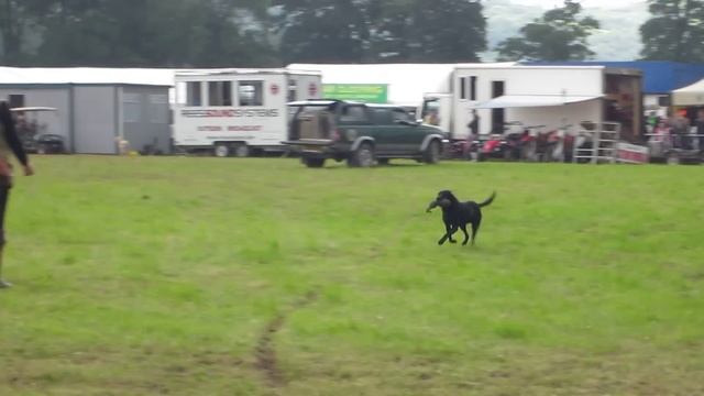 The Welsh Game Fair - Gun Dogs смотреть онлайн