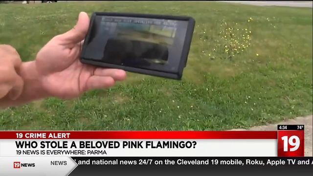 LOOK: Flamingo stolen from Parma sign found vandalized смотреть онлайн