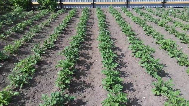 Картошка в ожидании окучивания лоплошем. 17.06.2021