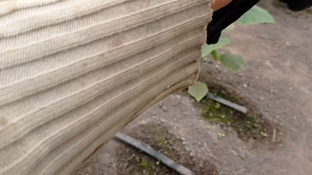 Пиде тепло пиде огирок смотреть онлайн