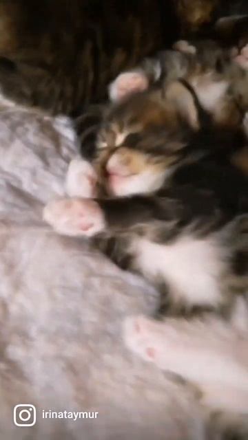 мимимишки. сибирские котята. siberian kittens смотреть онлайн