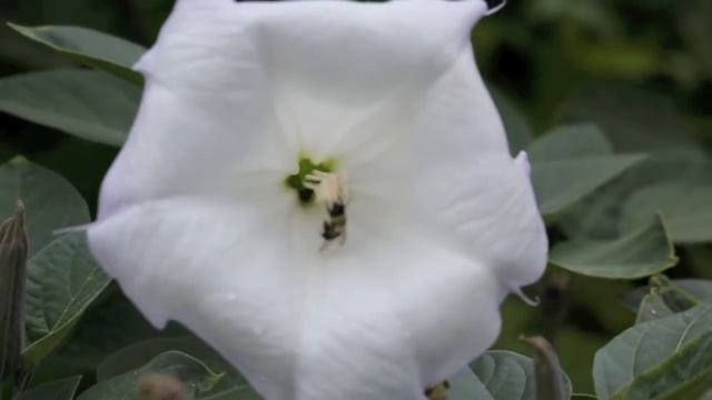 Bee on White Hibiscus at South Park Pollinator Park смотреть онлайн
