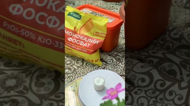 Подкормка однолетников при выращивании в кашпо #ландшафт #ампельныерастения #бакопа #цветы #кашпо
