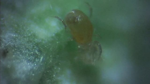 Persimilis eats two spotted mite nymph смотреть онлайн