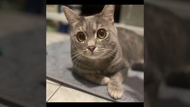 В Нижнем Тагиле продают кота за 50 миллионов рублей