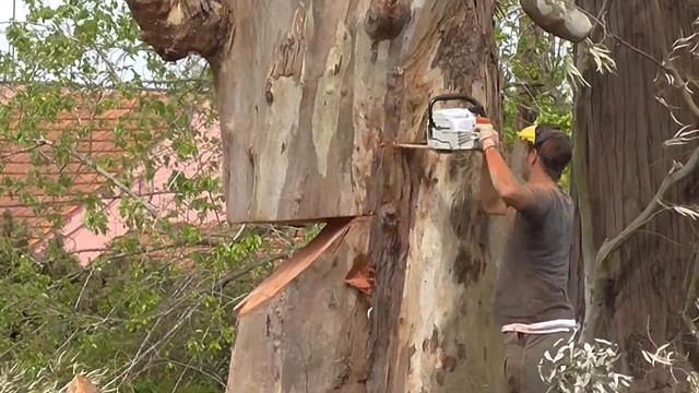 PODA DE ÁRBOLES EN ALTURA, TALADO смотреть онлайн