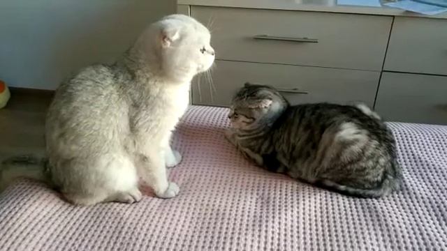 Бритишь Страйт. Бакс и Моника. Scottish Straight смотреть онлайн