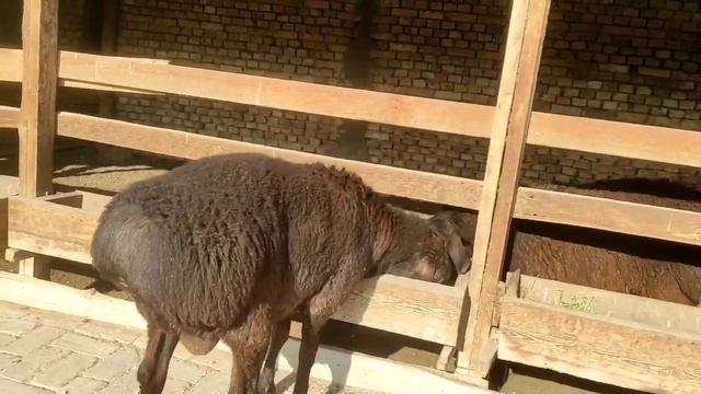 10 айлық каштан гиссар козы кошкар сатылады ☎️ 998670442