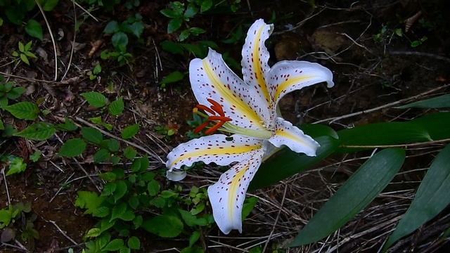 ムビる15760 20190809 004 ヤマユリ yamayuri смотреть онлайн