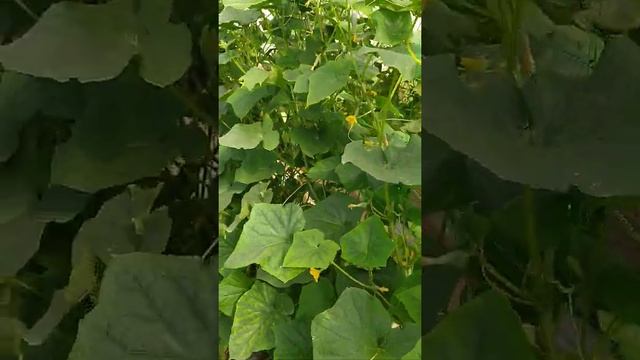 Огурцы. Урожай огурцов. Подкормка смотреть онлайн