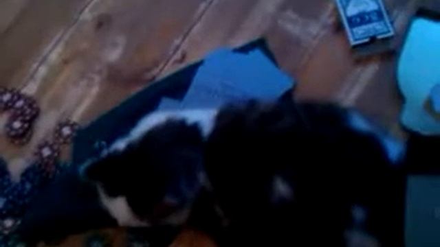 кошка играет в покер смотреть онлайн