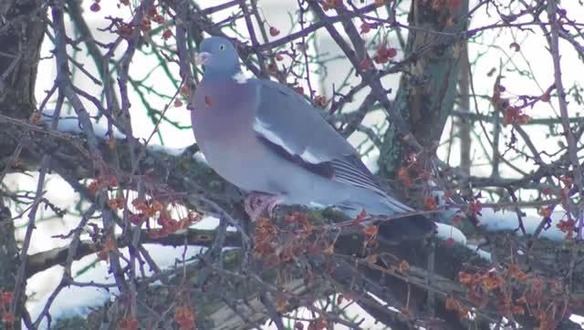 Вяхирь (Columba Palumbus)