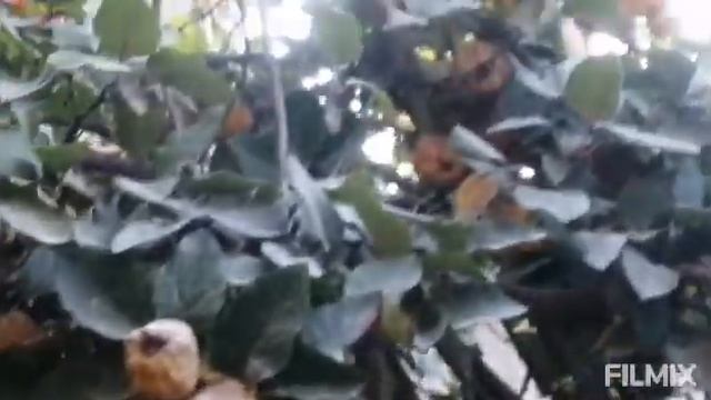 БОГИМДА БЕХИ МЕВАЛАРИ ПИШДИ. СОБИРАЛА АЙВУ, смотреть онлайн