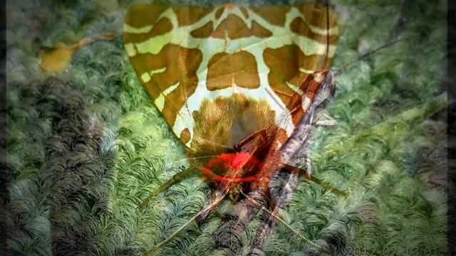 photo mix - Sky, water, land, nature .wmv смотреть онлайн