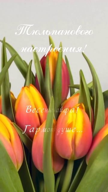 красивое поздравление с 8 марта для милых дам.mp4