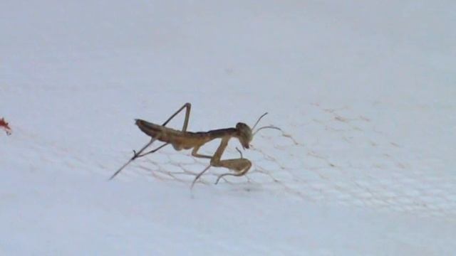 Giovane Mantide divora un Ragnetto - Young Praying Mantis devours a small Spider смотреть онлайн
