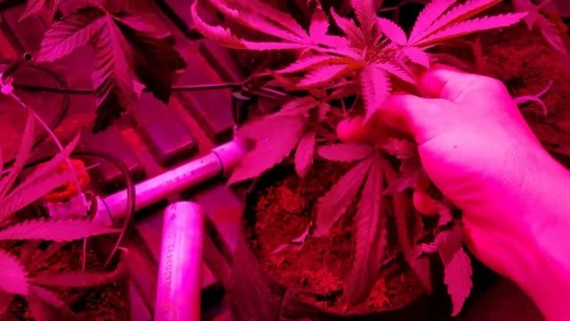 Ozone Treatment and Living Plants смотреть онлайн