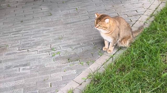 Флайсик не хочет домой 😀, после сладкой прогулки - смотри пред.видео 😁 смотреть онлайн