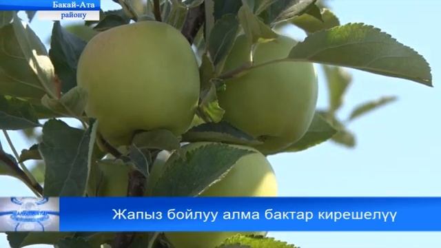 Жапыз бойлуу алма бактарынан киреше табууну коздогон Таластык ишкер А.Шабданов смотреть онлайн