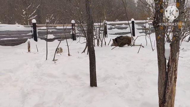 Охота с лайкой!!! Притравка по кабану!!! смотреть онлайн