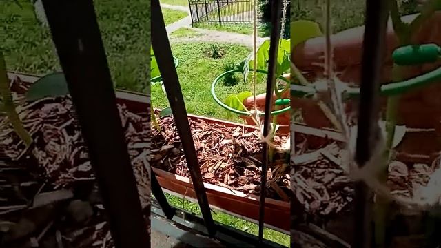 Огород на балконе 20 июня 2021 смотреть онлайн