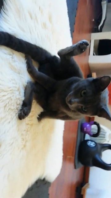 Russian Blue Cat. Порода кошек Русская Голубая в Португалии 🇵🇹