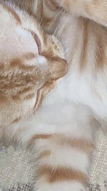 д.р. моего канала переходите на Шушик доу смотрите видео день рождения моего канала смотреть онлайн