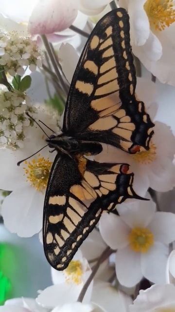 Бабочка Махаон лежала на асфальте, живая, надеюсь поправится и улетит 🦋 #рекомендации #butterfly смотреть онлайн