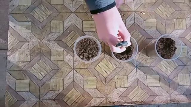 Эксперимент.Сможим ли вырастить...? смотреть онлайн