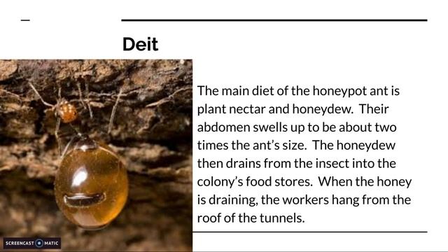 Animal Profiles #3: Honeypot Ant смотреть онлайн