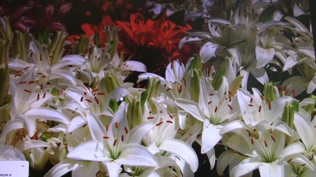 московская феносреда смотреть онлайн