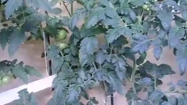 Томаты на балконе 3 смотреть онлайн