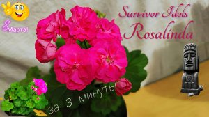 Пеларгония  "Розалинда"  за 3 минуты.