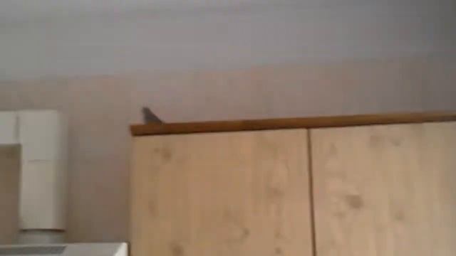 Мій малий папуга літає на кухні смотреть онлайн