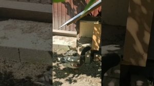 НУЖЕН СОВЕТ: КАК ЗАСТАВИТЬ УТКУ ВЫСИЖИВАТЬ ЯЙЦА?