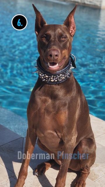 Top 10 Most Aggressive Dog Breeds In The World смотреть онлайн