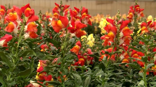 Puff The Magic Snap Dragon