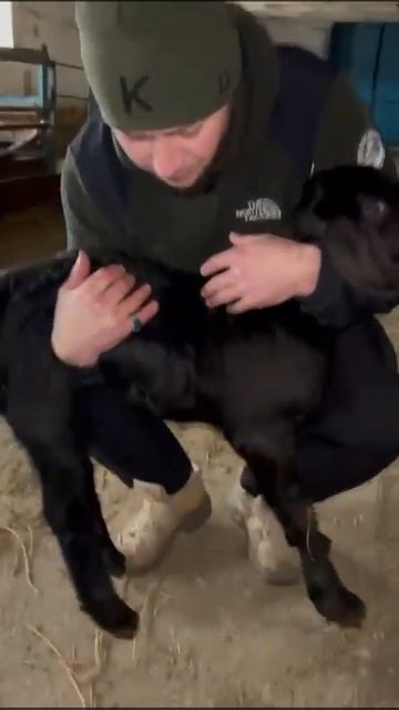 Ставропольский край КФХ Новый Быт . +79276629595