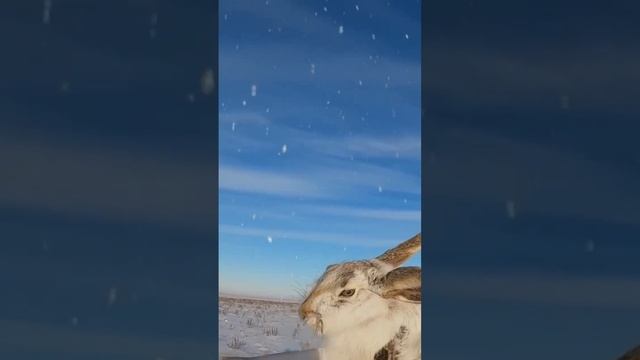 Охота на зайца. Сезон 2022 часть 6. #охотаназайца смотреть онлайн