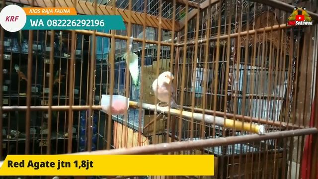 UPDATE HARGA ! MOZAMBIK,RED SISKIN,SUN CONURE,BLACKRED,PINSTAT PASAR BURUNG PRAMUKA KIOS RAJA FAUNA смотреть онлайн