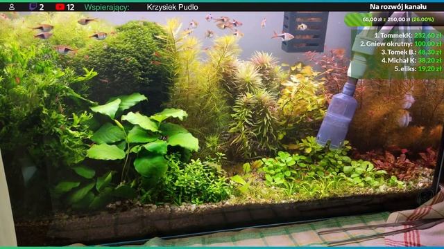 Weekendowe porządki [LIVE #81] смотреть онлайн