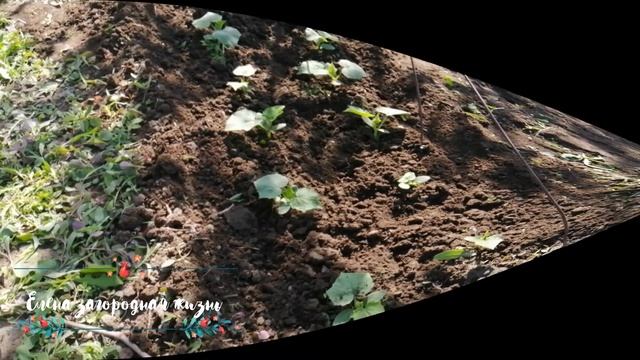 Мотивация на Огородные Дела.Влог сельсского огородника.#мотивация#влог#еленазагороднаяжизнь