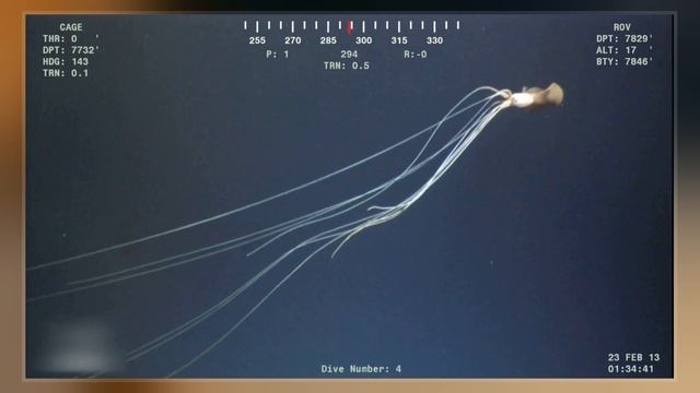 Bigfin Squid смотреть онлайн